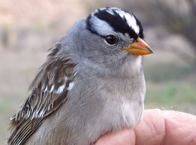 White-crowned Sparrow title image