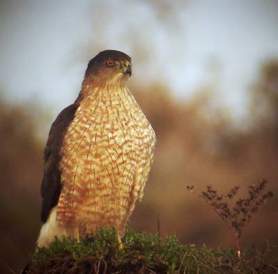 Cooper's Hawk