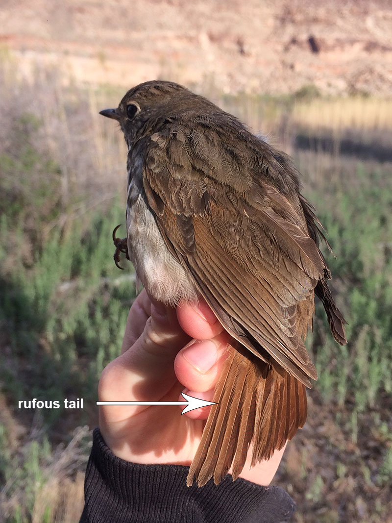 Hermit Thrush head detail.