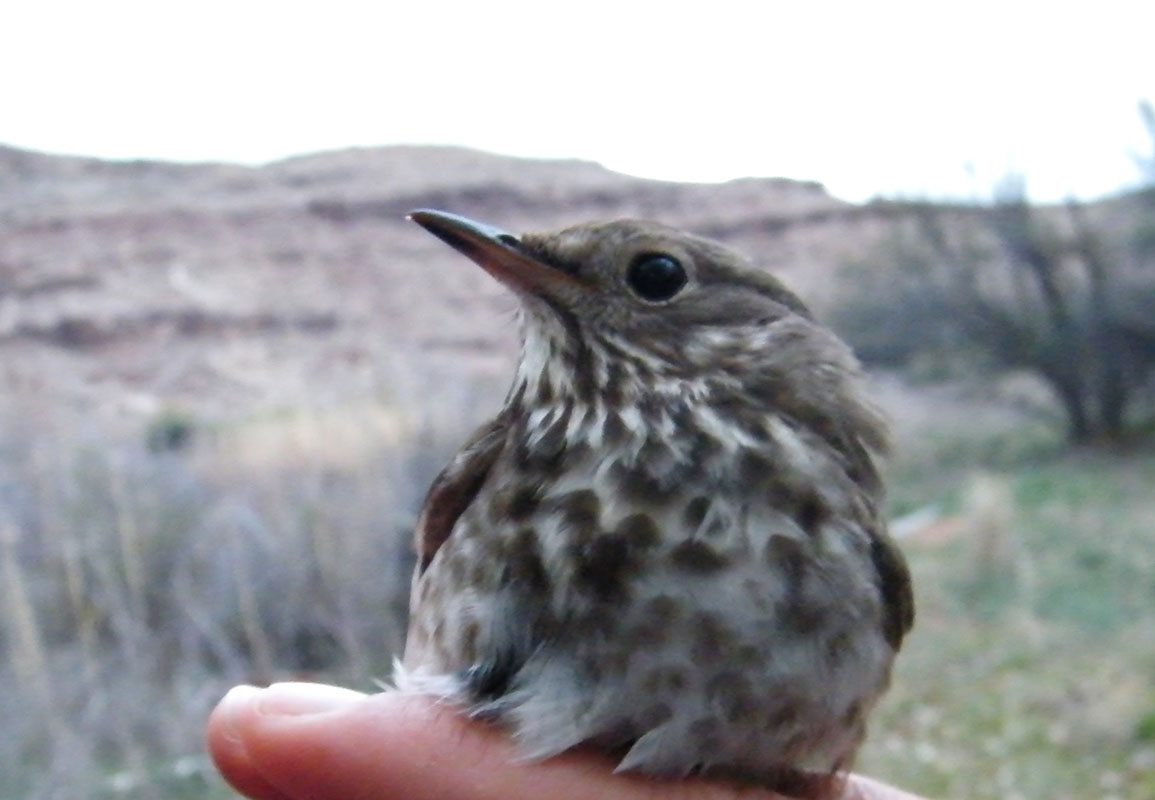 Hermit Thrush title image