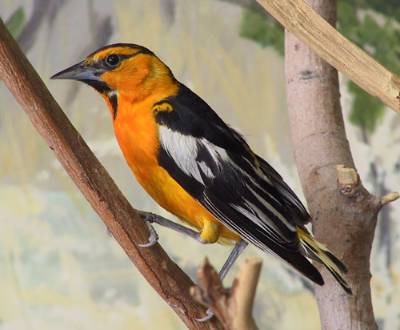 Bullock's Oriole