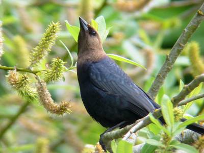 Brown-headed Cowbird