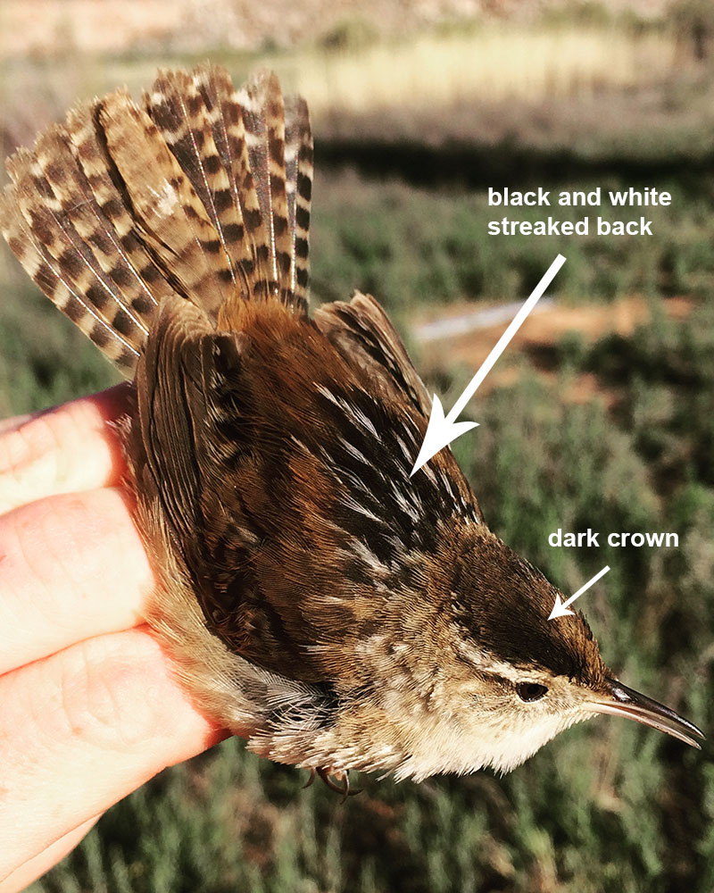 Marsh Wren body detail.