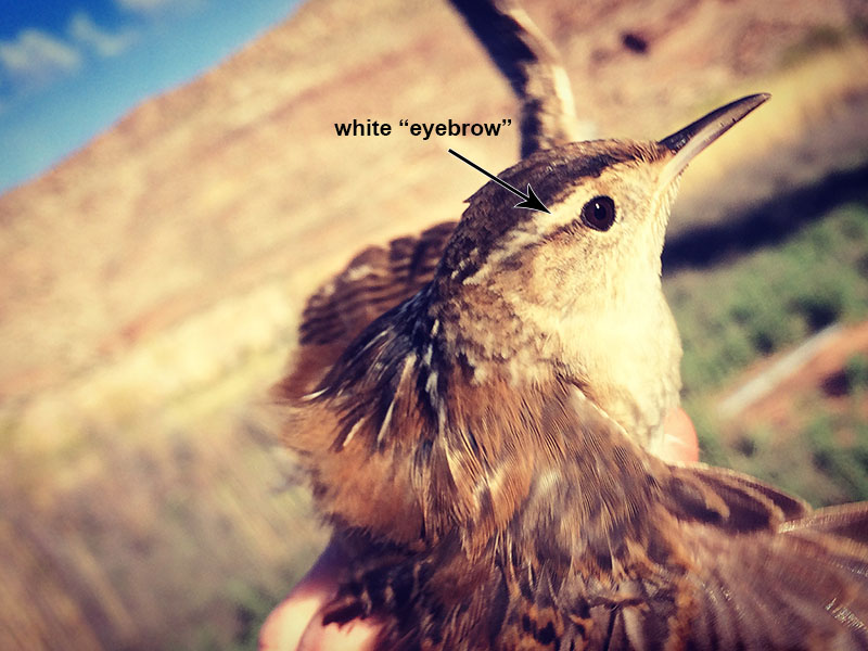 Marsh Wren head detail.