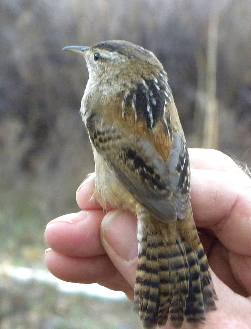 Marsh Wren title image