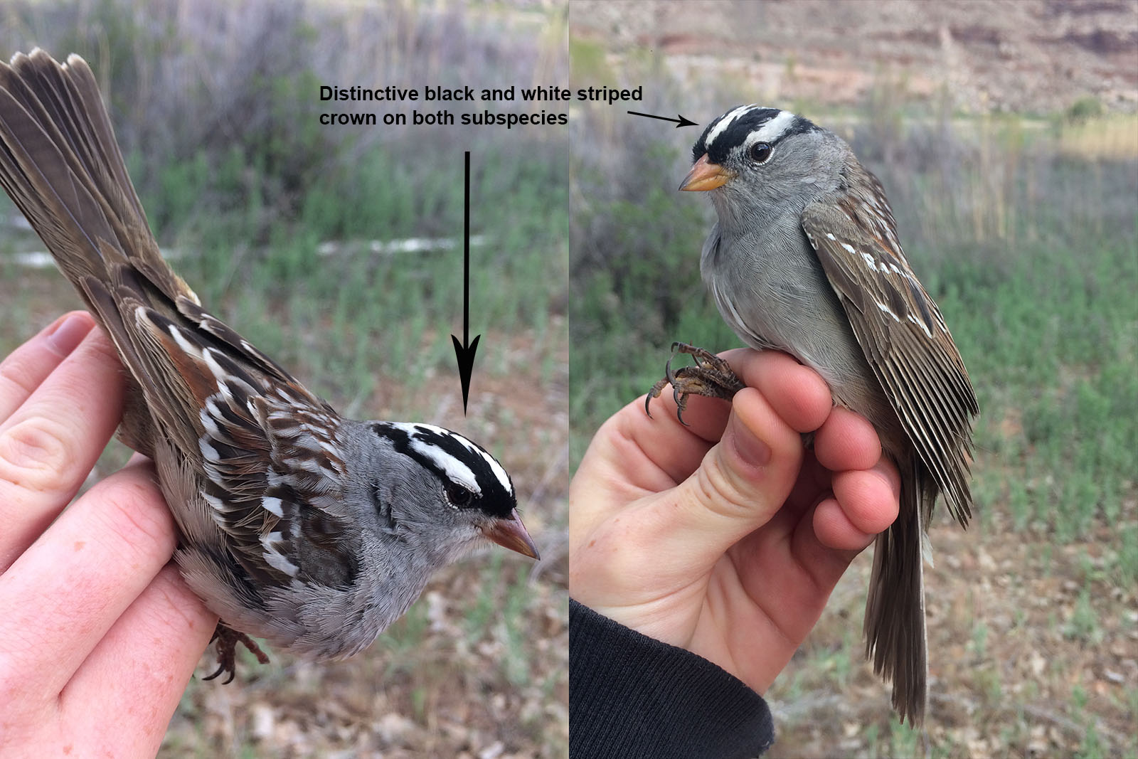 White-crowned Sparrow body detail.