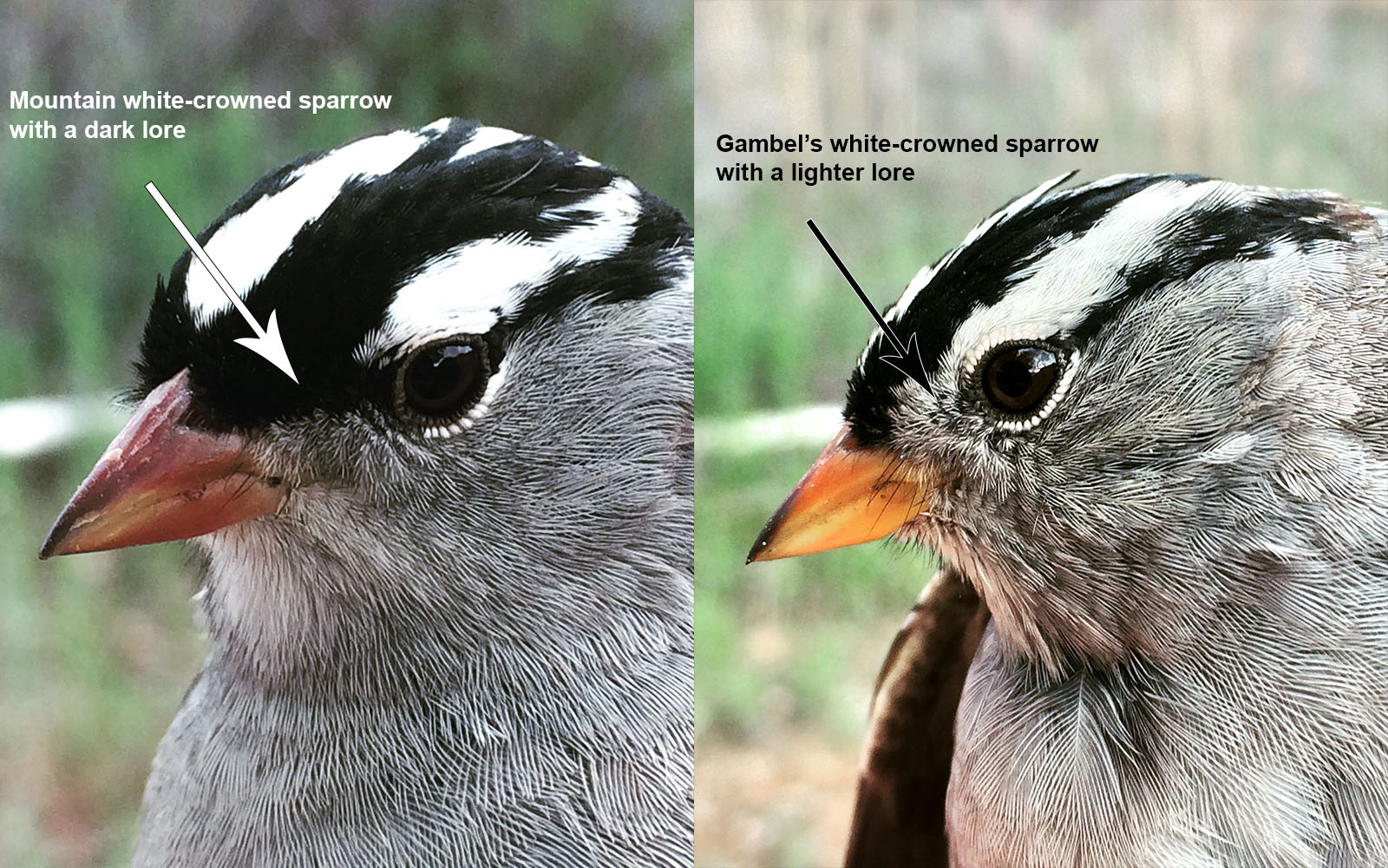 White-crowned Sparrow head detail