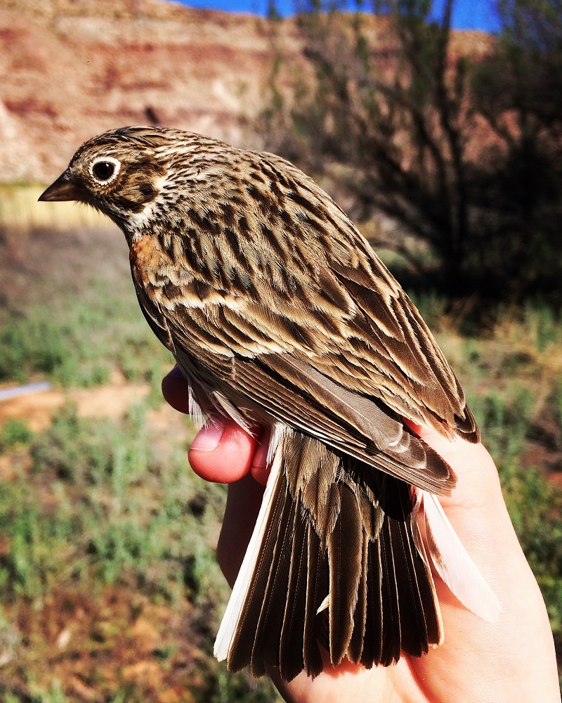 Virginias Warbler title image