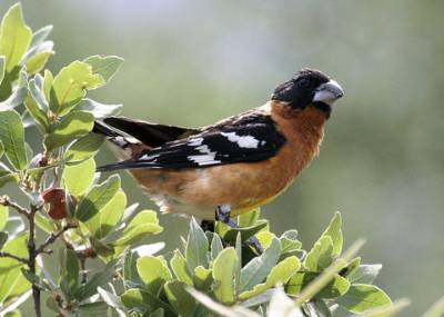 Black-headed Grosbeak