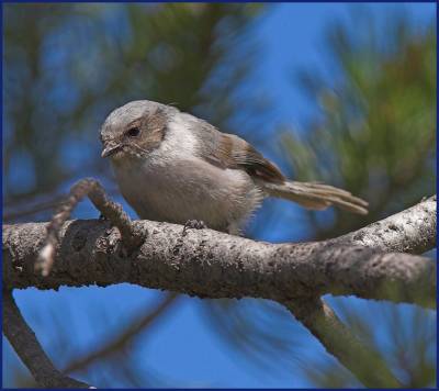 Bushtit