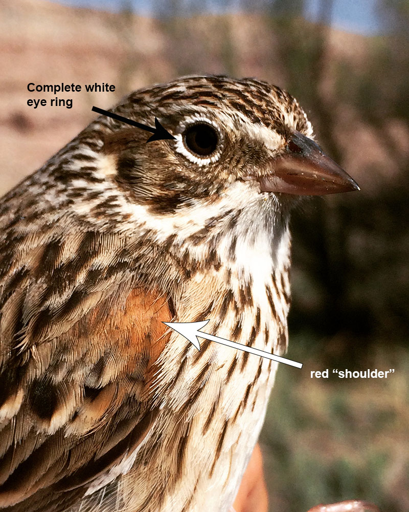 Vesper Sparrow head with features