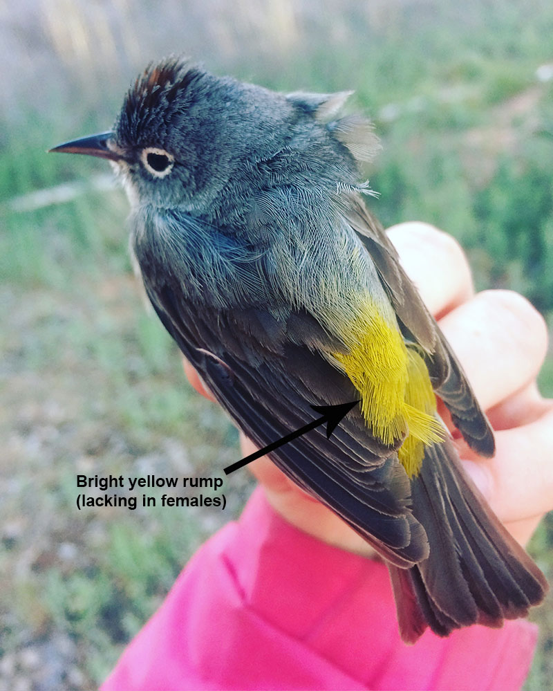 Virginia's Warbler body detail.