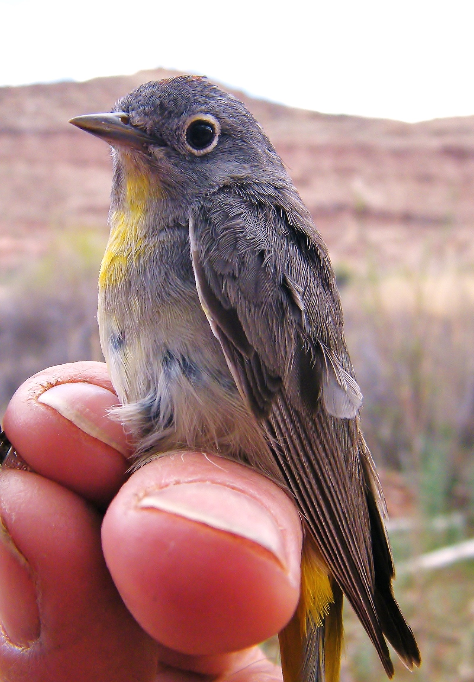 Virginias Warbler title image