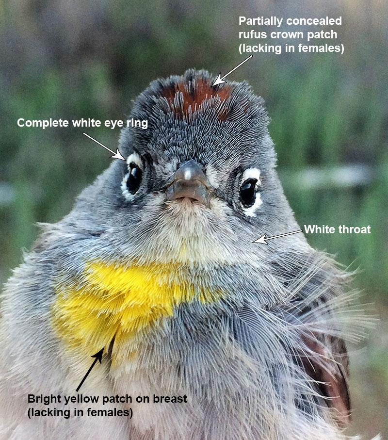 Virginia's Warbler head detail.