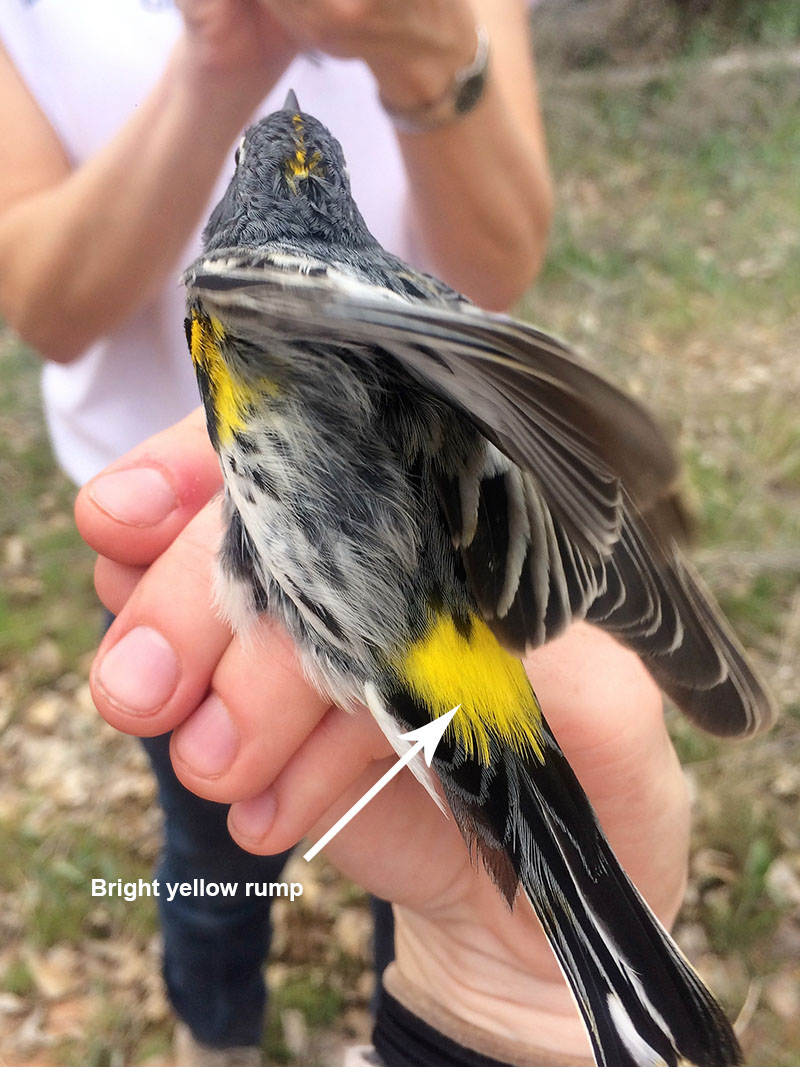 Yellow-rumped Warbler back detail.