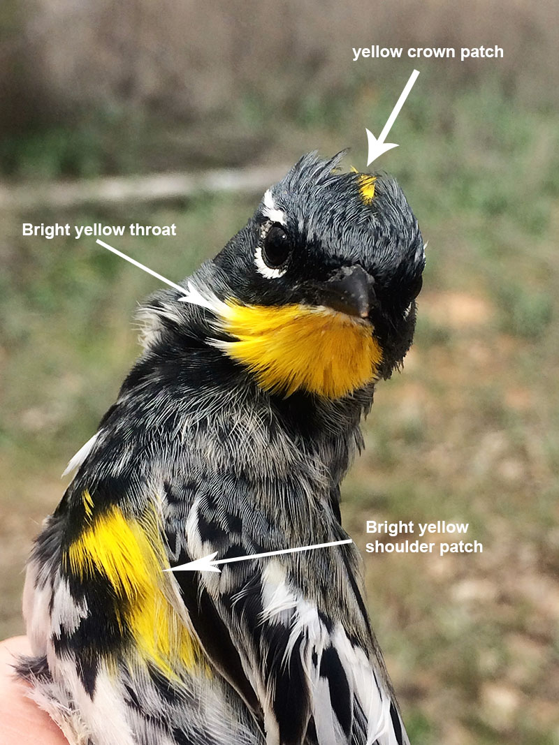 Yellow-rumped Warbler head detail.