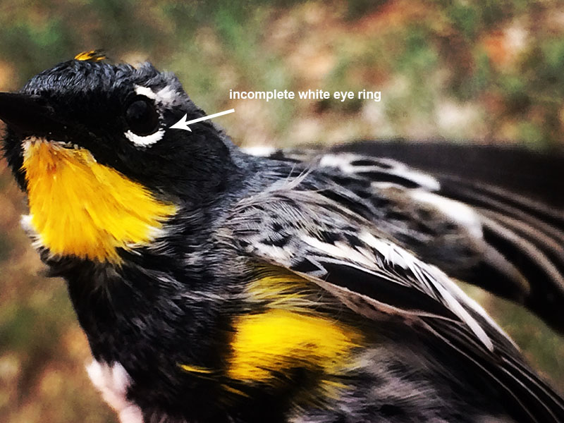 Yellow-rumped Warbler side detail.