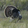 A male turkey displays for the hens.