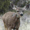 A mule deer doe with her two fawns.