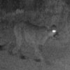 A mountain lion walks along the road at night.
