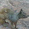A rock squirrel.