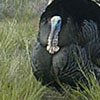 A male turkey looking to attract a mate.