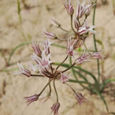 Largeflower Onion