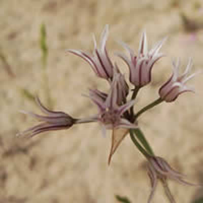 Largeflower Onion