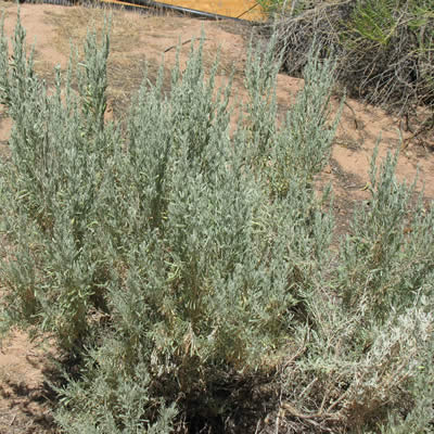 Mountain Big Sagebrush