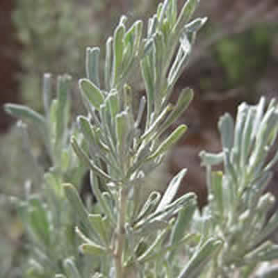 Mountain Big Sagebrush