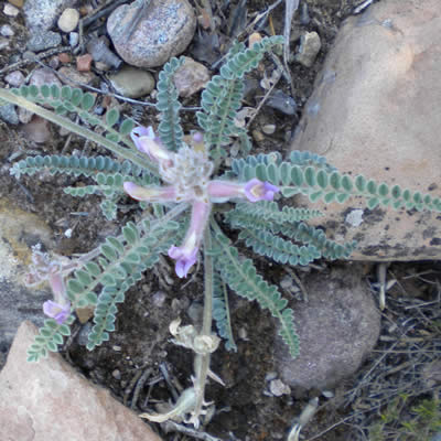 Wooly locoweed