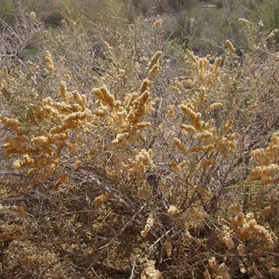 Fourwing saltbush