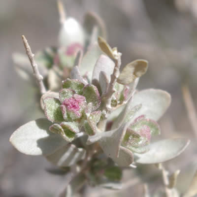 Shadscale Saltbush