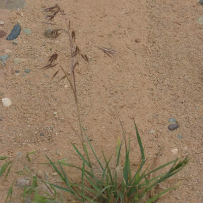 Cheatgrass