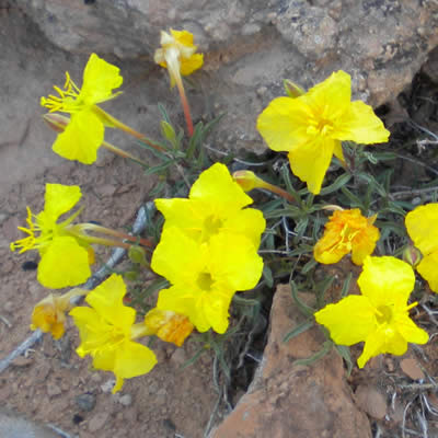 Calylophus Lavandulifolia