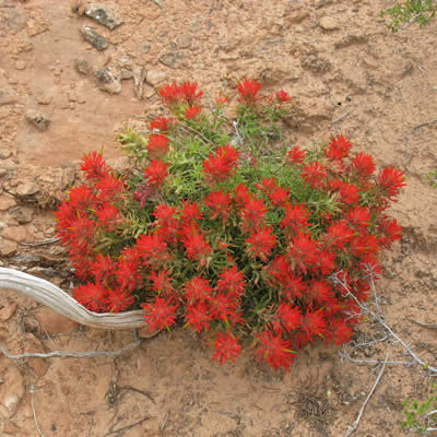 Desert paintbrush