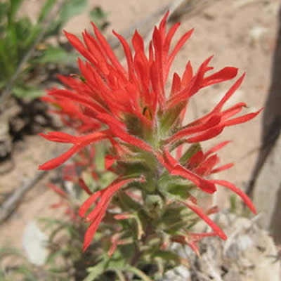 Desert Paintbrush