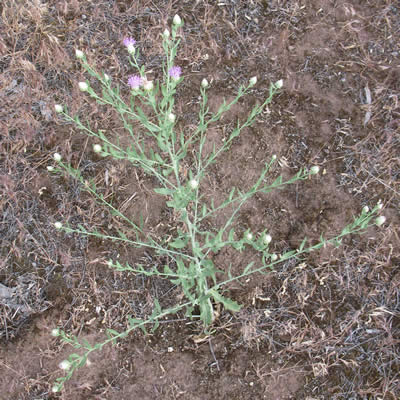 Russian Knapweed