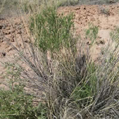 Gray rabbitbrush