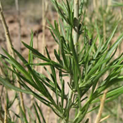 Gray rabbitbrush