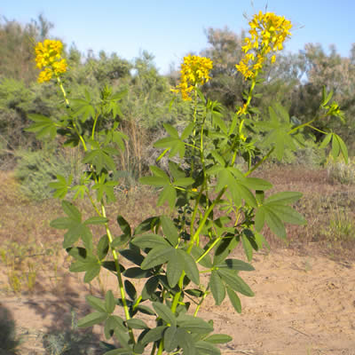 Yellow Bee Plant