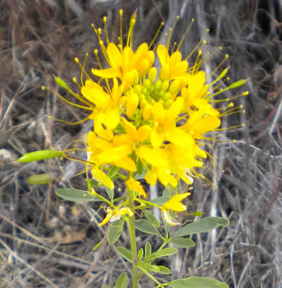 Yellow Bee Plant