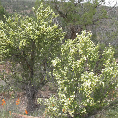 Cliffrose