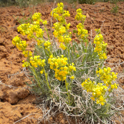 Brenda's yellow cryptantha