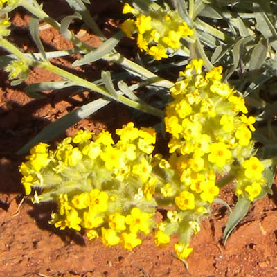 Brenda's yellow cryptantha