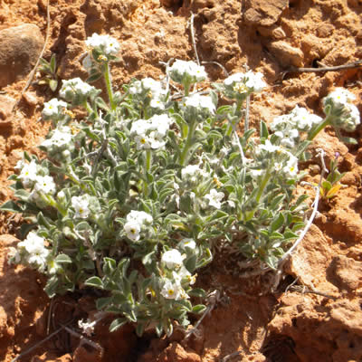 Osterhout's cryptantha