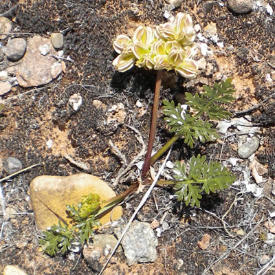 Family apiaceae