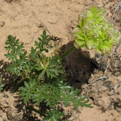 Fendler's Spring-Parsley