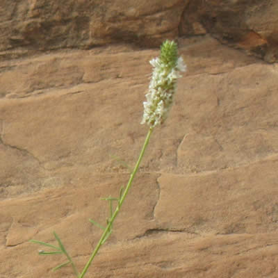 White prairie clover