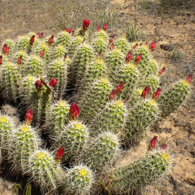 Claretcup cactus